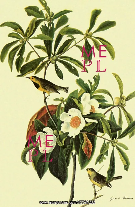 : Bachman's Warbler, Vermivora bachmanii : Bachman's Warbler, Vermivora bachmanii