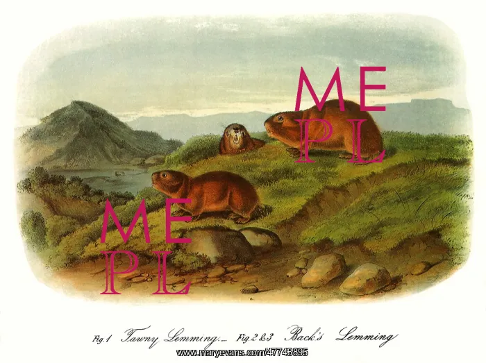  : Back's Lemmings