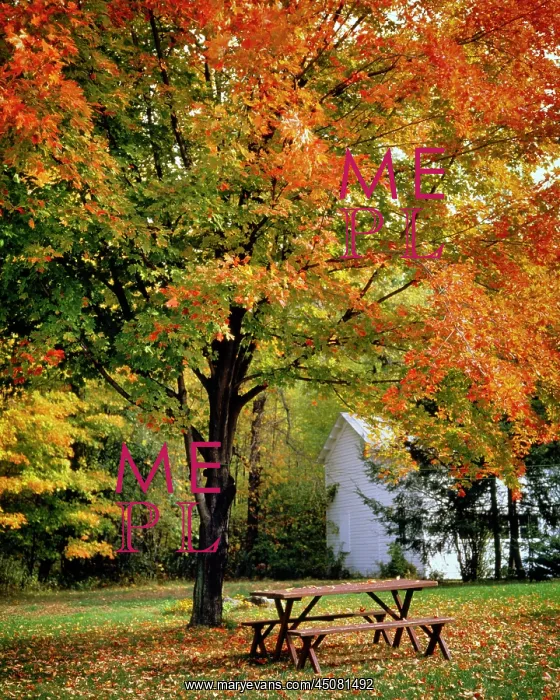 : Empty Backyard Picnic Table Under Fall Tree Displaying : Empty Backyard Picnic Table Under Fall Tree Displaying