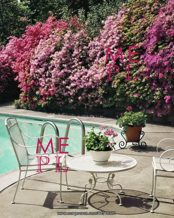 : Backyard Swimming Pool Azaleas in Bloom Geraniums in Cont : Backyard Swimming Pool Azaleas in Bloom Geraniums in Cont