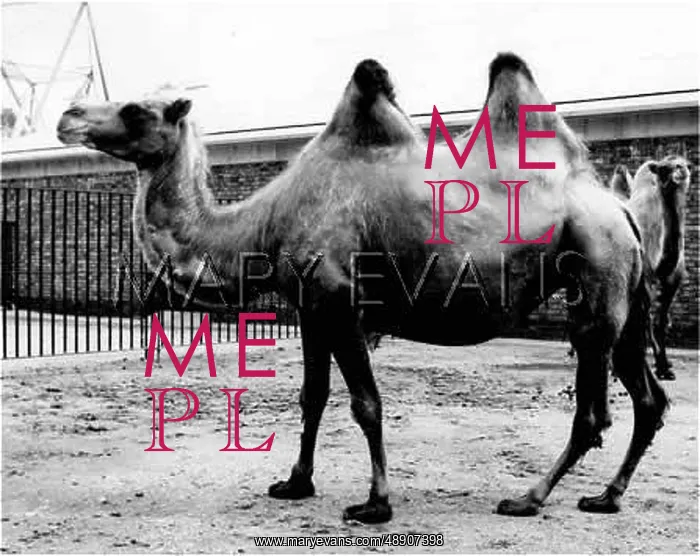 : BACTRIAN CAMEL / 1960S : BACTRIAN CAMEL / 1960S