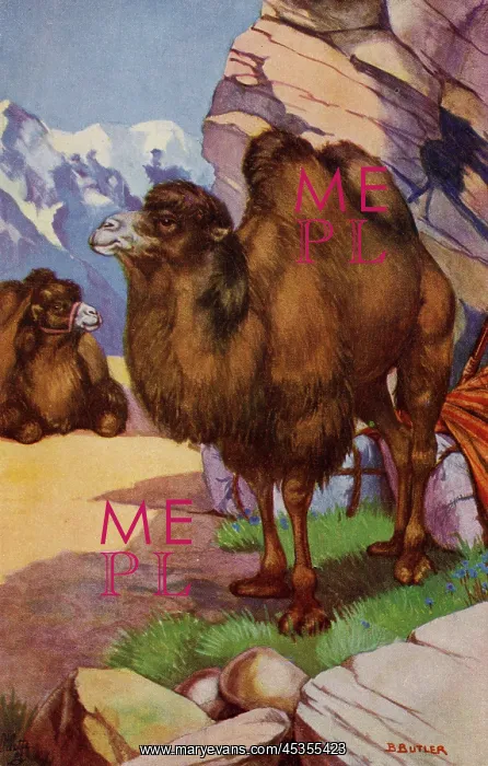  : Bactrian camel
