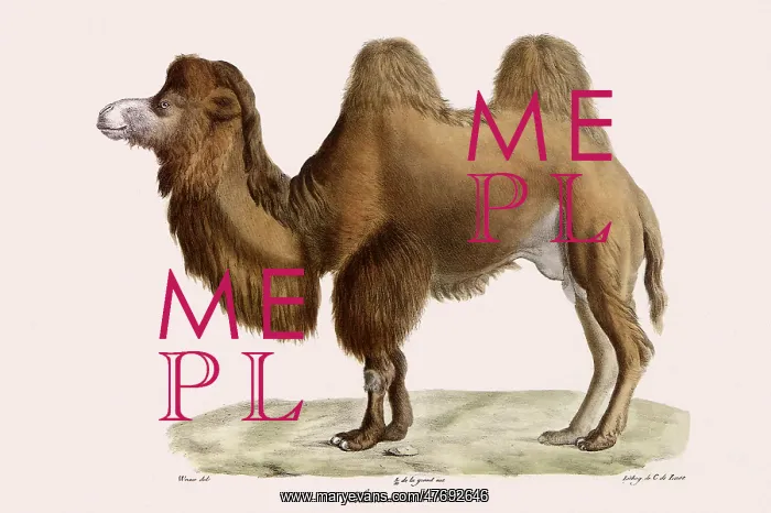  : Bactrian Camel