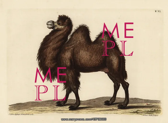 : Bactrian camel, Camelus bactrianus : Bactrian camel, Camelus bactrianus