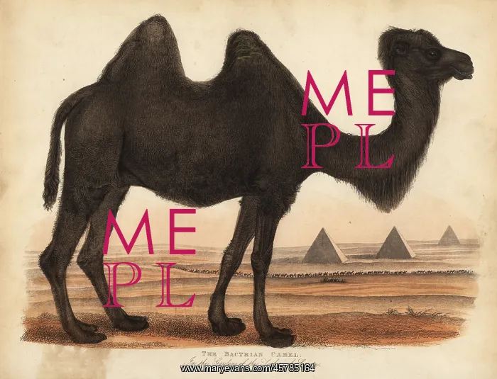 : Bactrian camel, Camelus bactrianus : Bactrian camel, Camelus bactrianus
