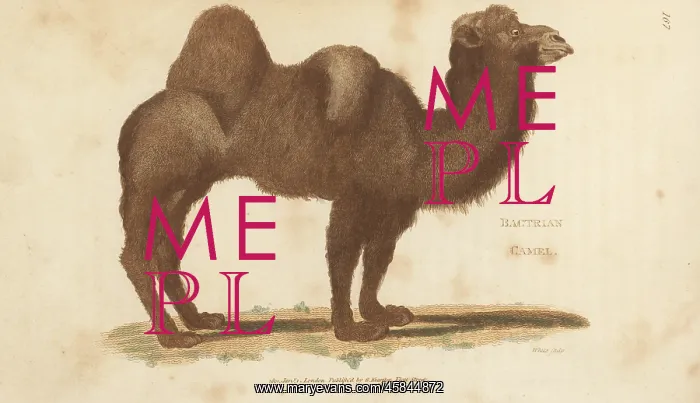 : Bactrian camel, Camelus bactrianus : Bactrian camel, Camelus bactrianus