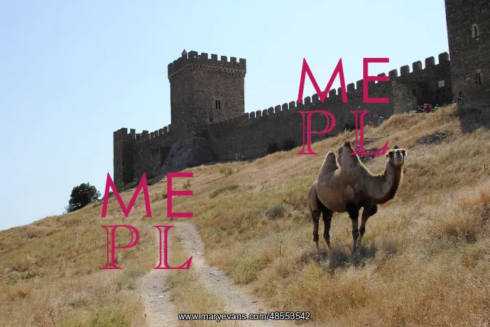 : Bactrian Camel. Ukraine : Bactrian Camel. Ukraine