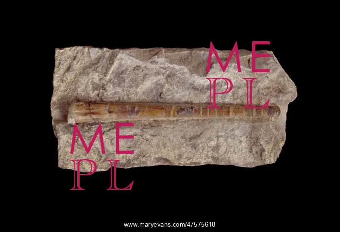 : Bactrites carinatus, nautiloid : Bactrites carinatus, nautiloid