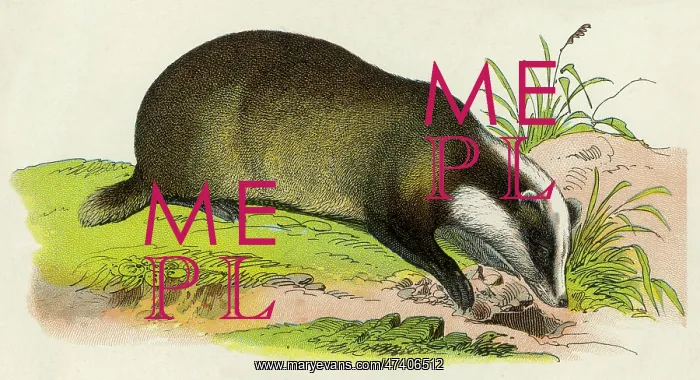 : BADGER. Badger : BADGER. Badger