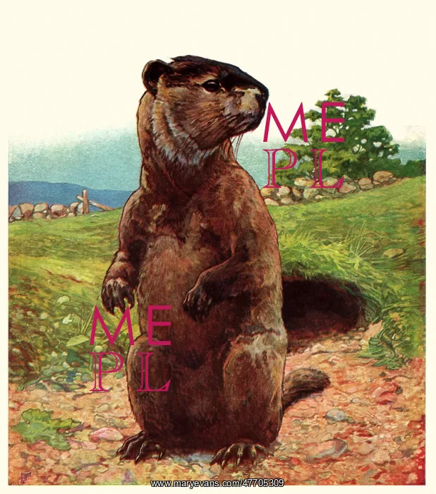  : Badger