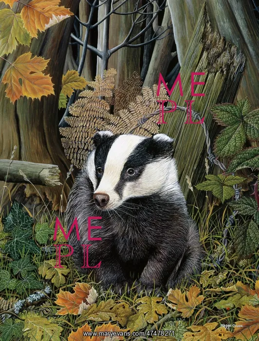 : Badger in autumn leaves : Badger in autumn leaves