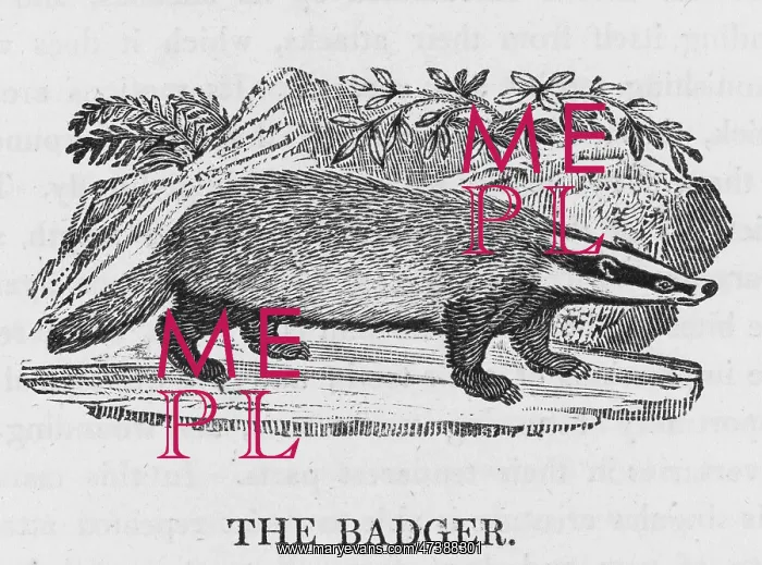 : BADGER (BEWICK) : BADGER (BEWICK)