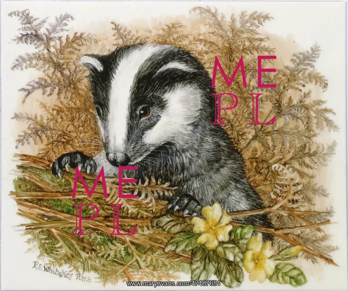 : Badger cub with primroses and bracken : Badger cub with primroses and bracken