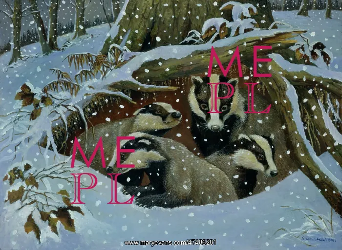: Badger and three cubs in snowy sett : Badger and three cubs in snowy sett