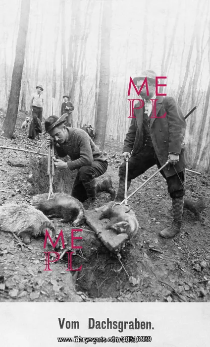 : Badger hunt, 1911 : Badger hunt, 1911
