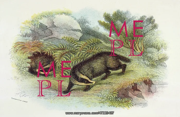 : BADGER / NATURALIST'S LIB : BADGER / NATURALIST'S LIB