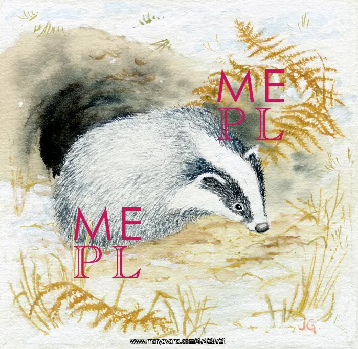  : A badger outside its sett