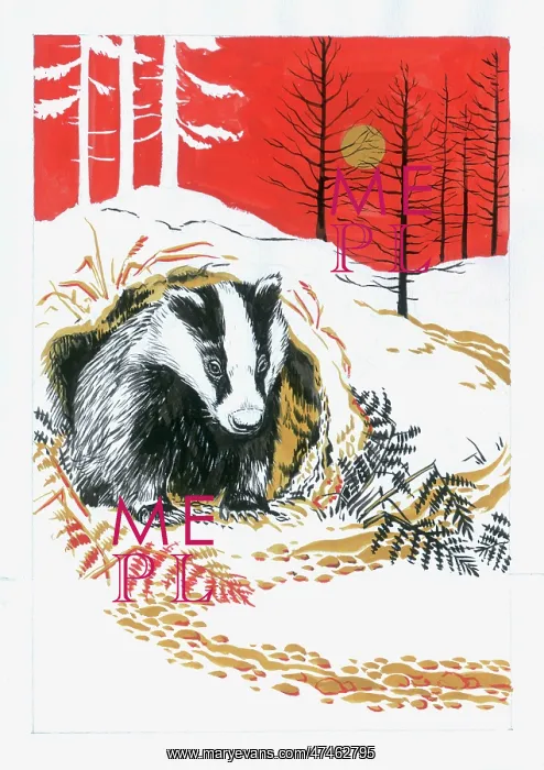 : Badger in Snow with Bracken and Fir Trees : Badger in Snow with Bracken and Fir Trees