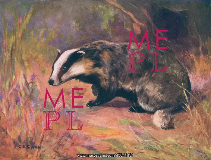  : BADGER / SWAN / WILD BEASTS