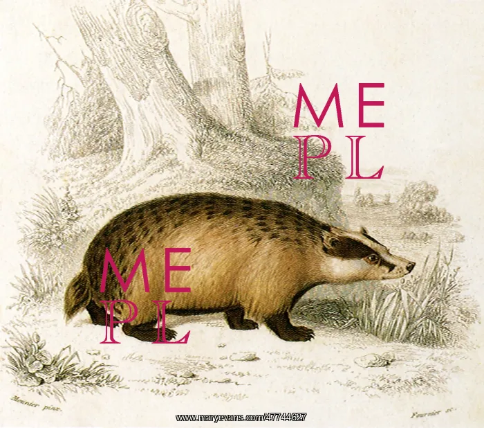  : Badger (Ursus meles)