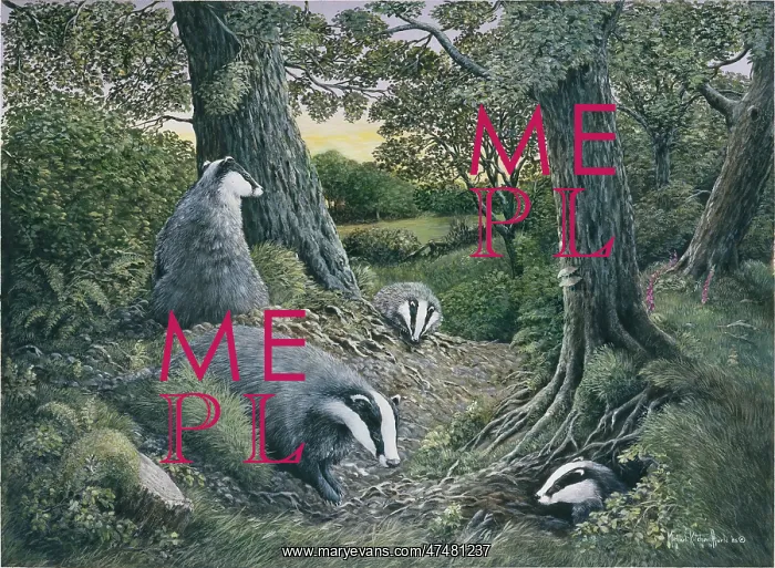 : Badgers ' four badgers in woodland : Badgers ' four badgers in woodland