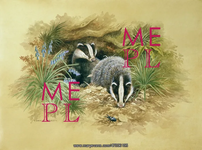 : Two Badgers with bluebells and a stag beetle : Two Badgers with bluebells and a stag beetle