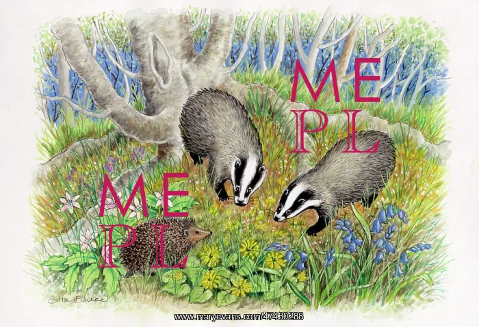  : Two badgers and a hedgehog in the woods
