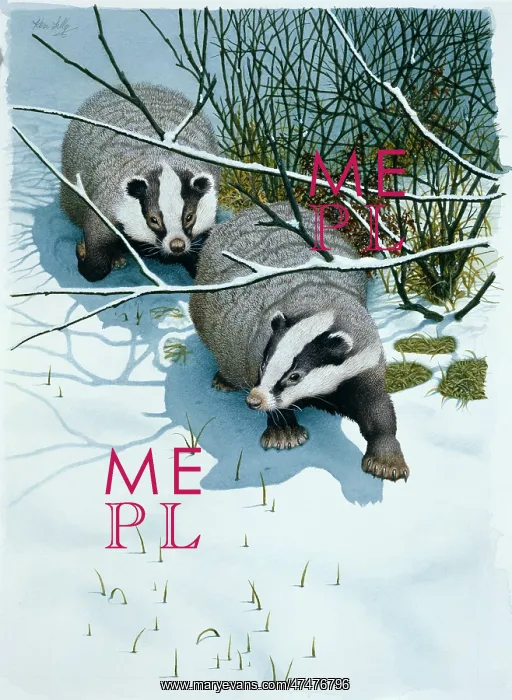  : Badgers in Moonlight ' in snow