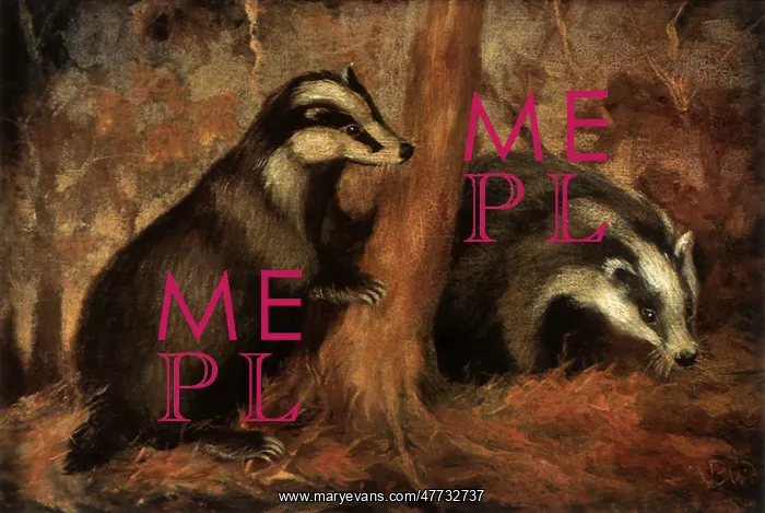  : Badgers at Play