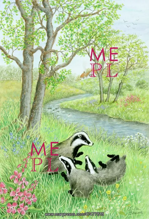  : Three badgers at play by a river bank