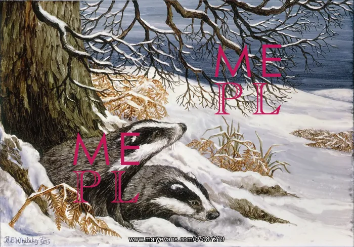  : Badgers in the Snow
