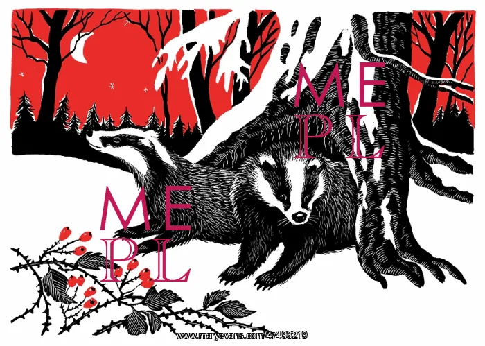 : Badgers in the snow : Badgers in the snow