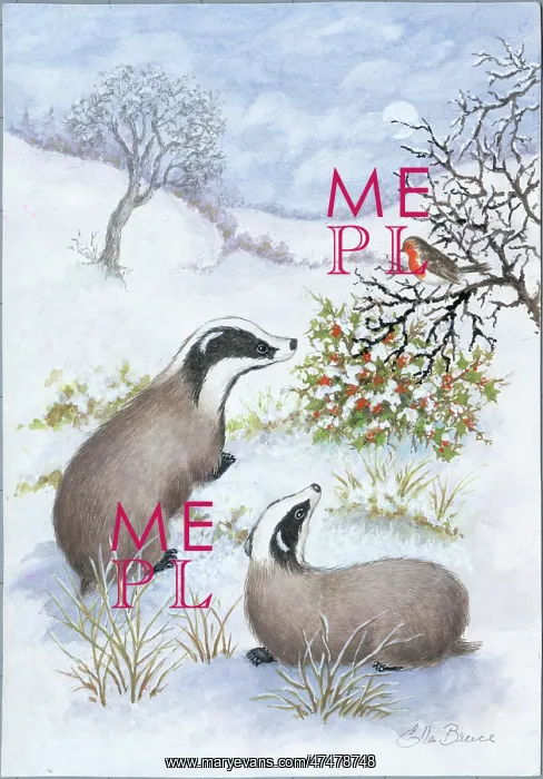  : Two badgers in the snow looking at a robin on a hollybush