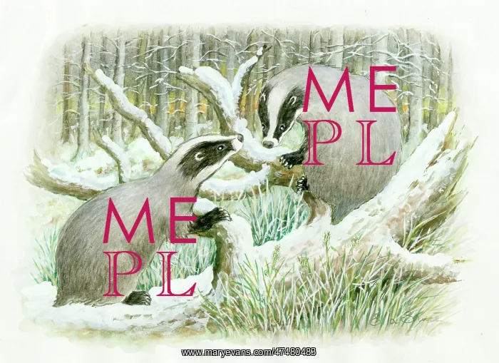 : Two badgers in a snowy wood