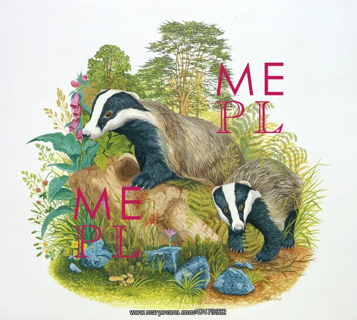 : Two Badgers with tree stump : Two Badgers with tree stump
