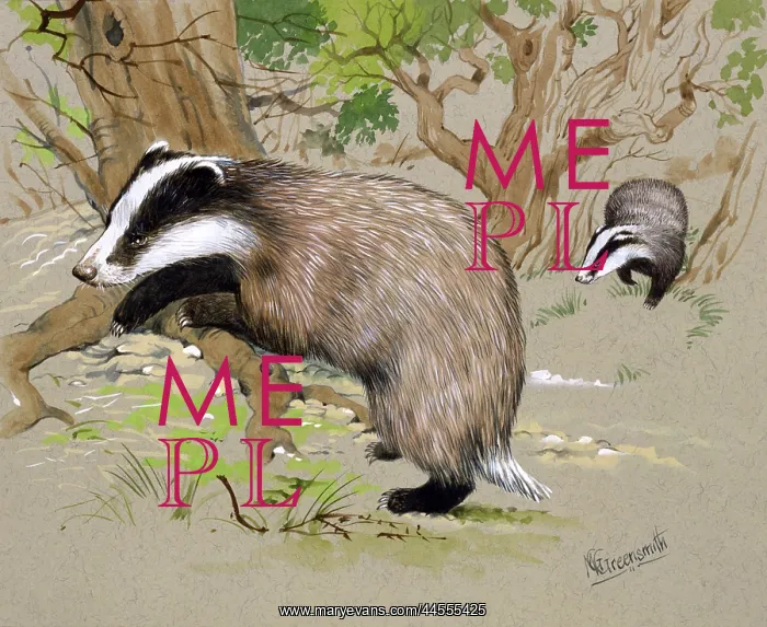 : Two Badgers in a wood : Two Badgers in a wood
