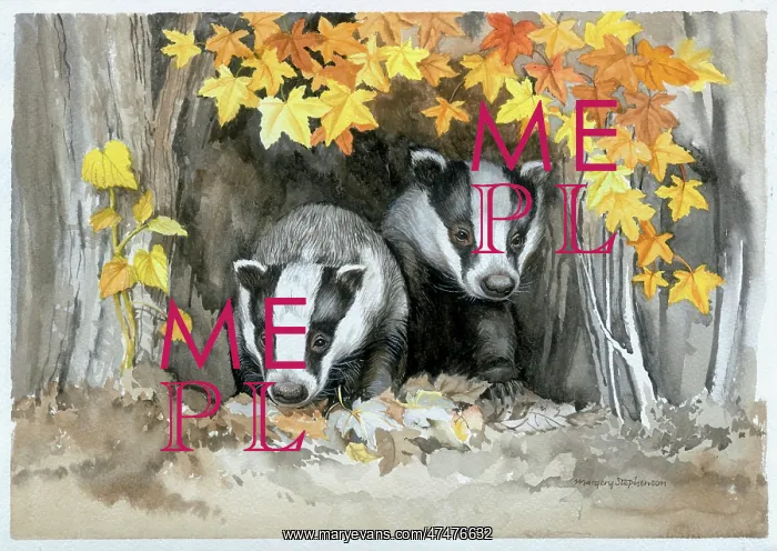  : Two Badgers in Wood with autumn leaves