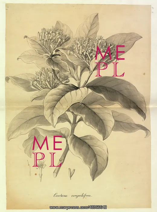 : Badusa corymbifera : Badusa corymbifera