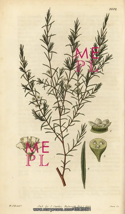 : Baeckea frutescens : Baeckea frutescens