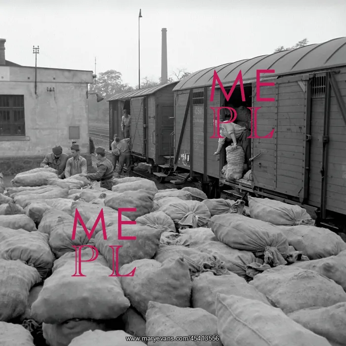 : Bags of potatos - unloading : Bags of potatos - unloading