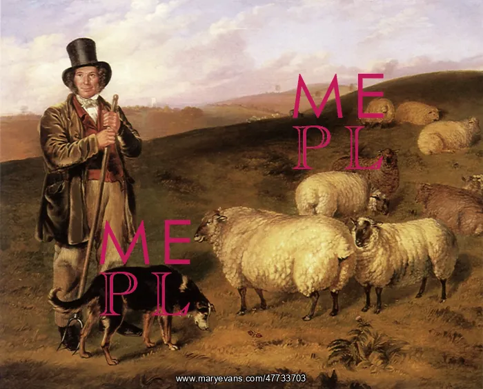  : Bailiff and Sheep