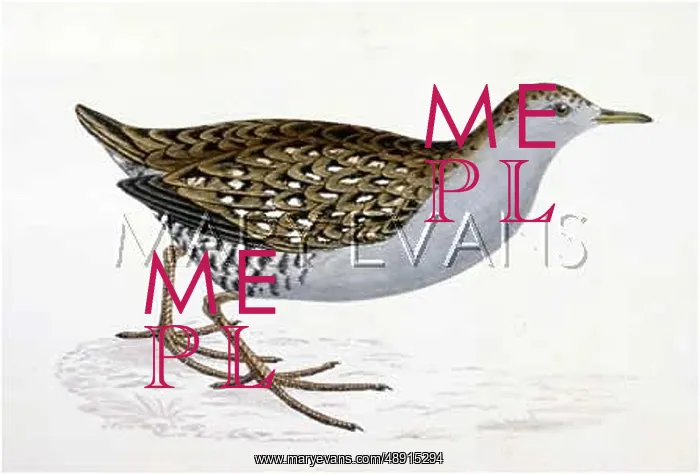 : BAILLON'S CRAKE : BAILLON'S CRAKE