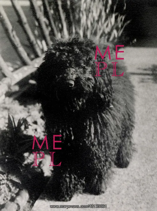 : The Baker's pet poodle Ruff : The Baker's pet poodle Ruff