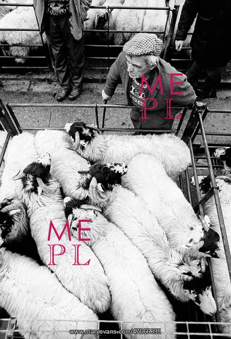 : Bakewell, Derbyshire Cattle Market - 1 : Bakewell, Derbyshire Cattle Market - 1