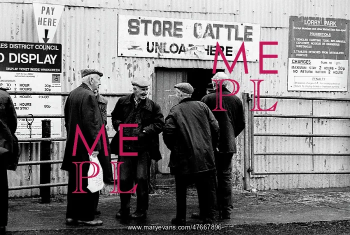 : Bakewell, Derbyshire Cattle Market - 2 : Bakewell, Derbyshire Cattle Market - 2
