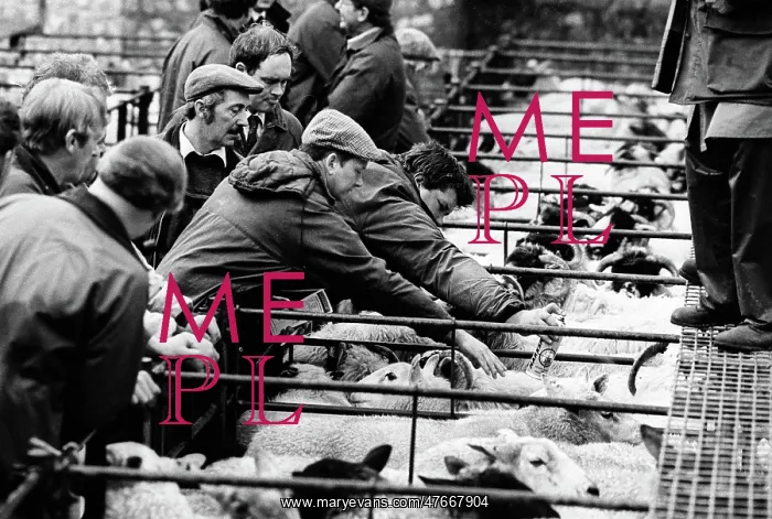: Bakewell, Derbyshire Cattle Market - 3 : Bakewell, Derbyshire Cattle Market - 3