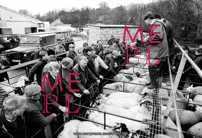 : Bakewell, Derbyshire Cattle Market - 4 : Bakewell, Derbyshire Cattle Market - 4