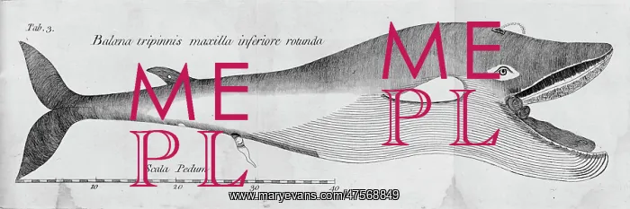 : Balaena mysticetus, bowhead whale : Balaena mysticetus, bowhead whale