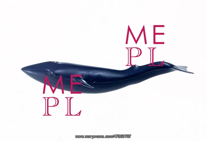 : Balaenoptera musculus, blue whale : Balaenoptera musculus, blue whale
