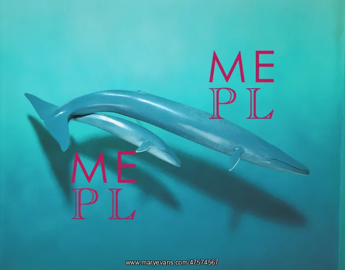 : Balaenoptera musculus, blue whale : Balaenoptera musculus, blue whale